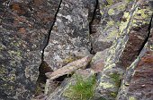 06 Una marmotta dietro al passo del Gatto